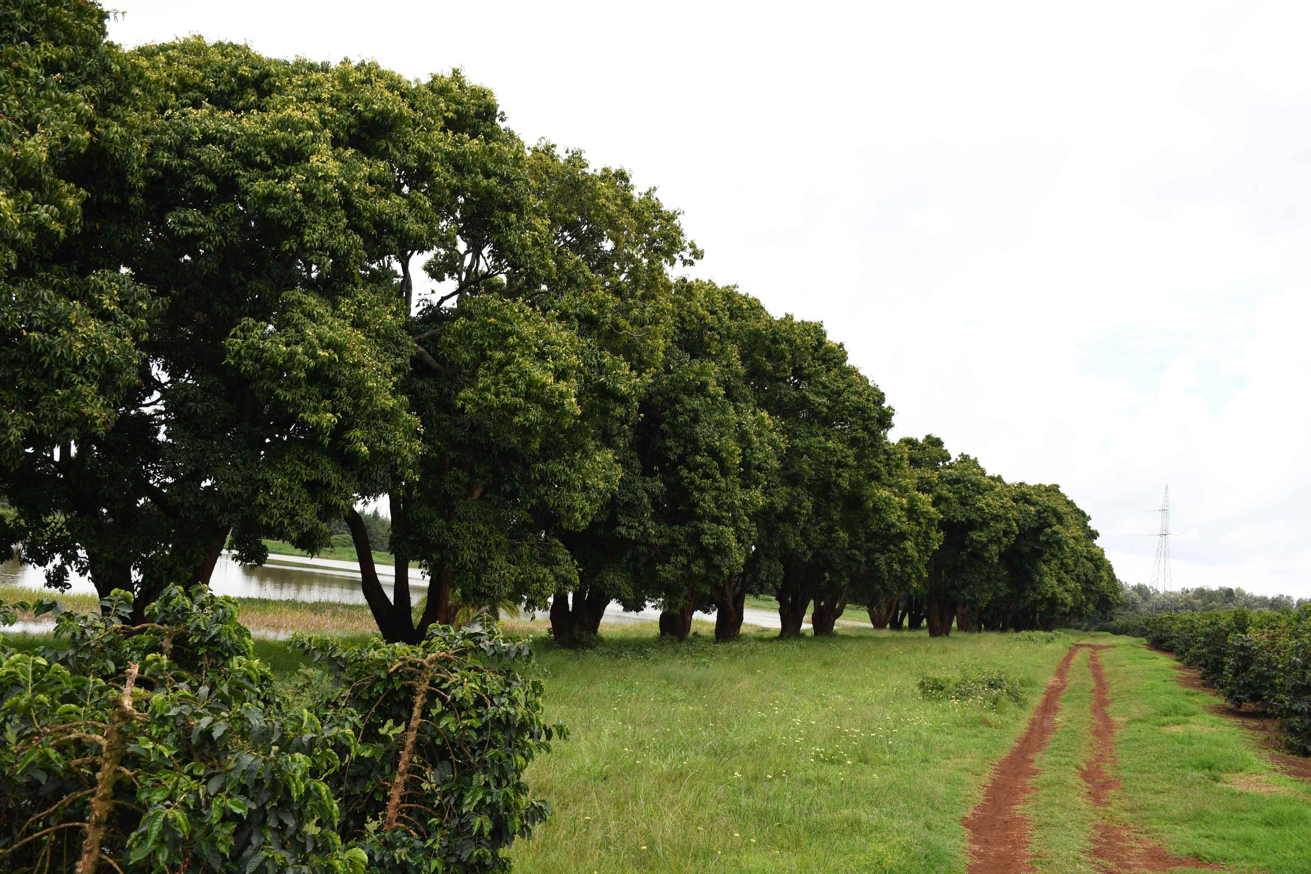 Zuri Springs Juja New Industrial – 1/2 and larger plots