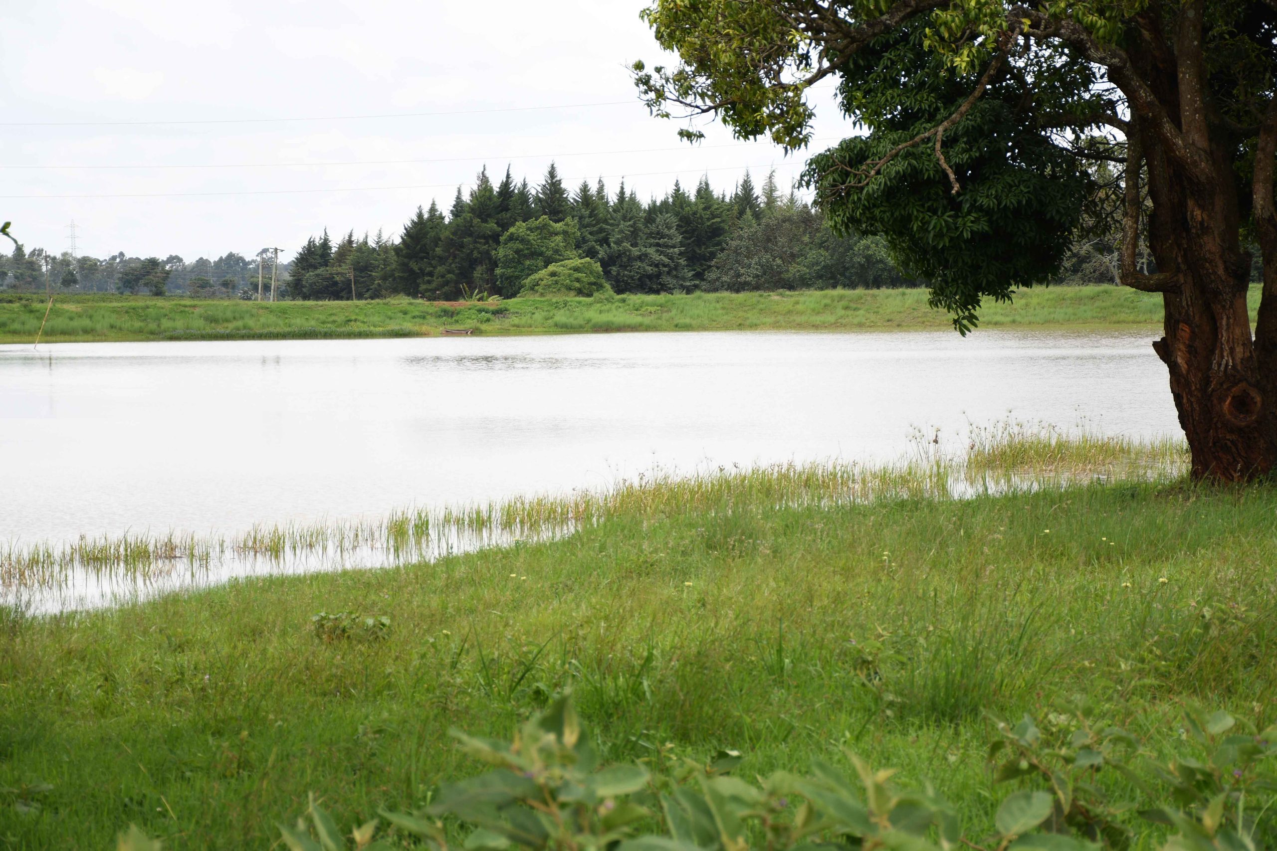 Zuri Springs Juja New Industrial – 1/2 and larger plots