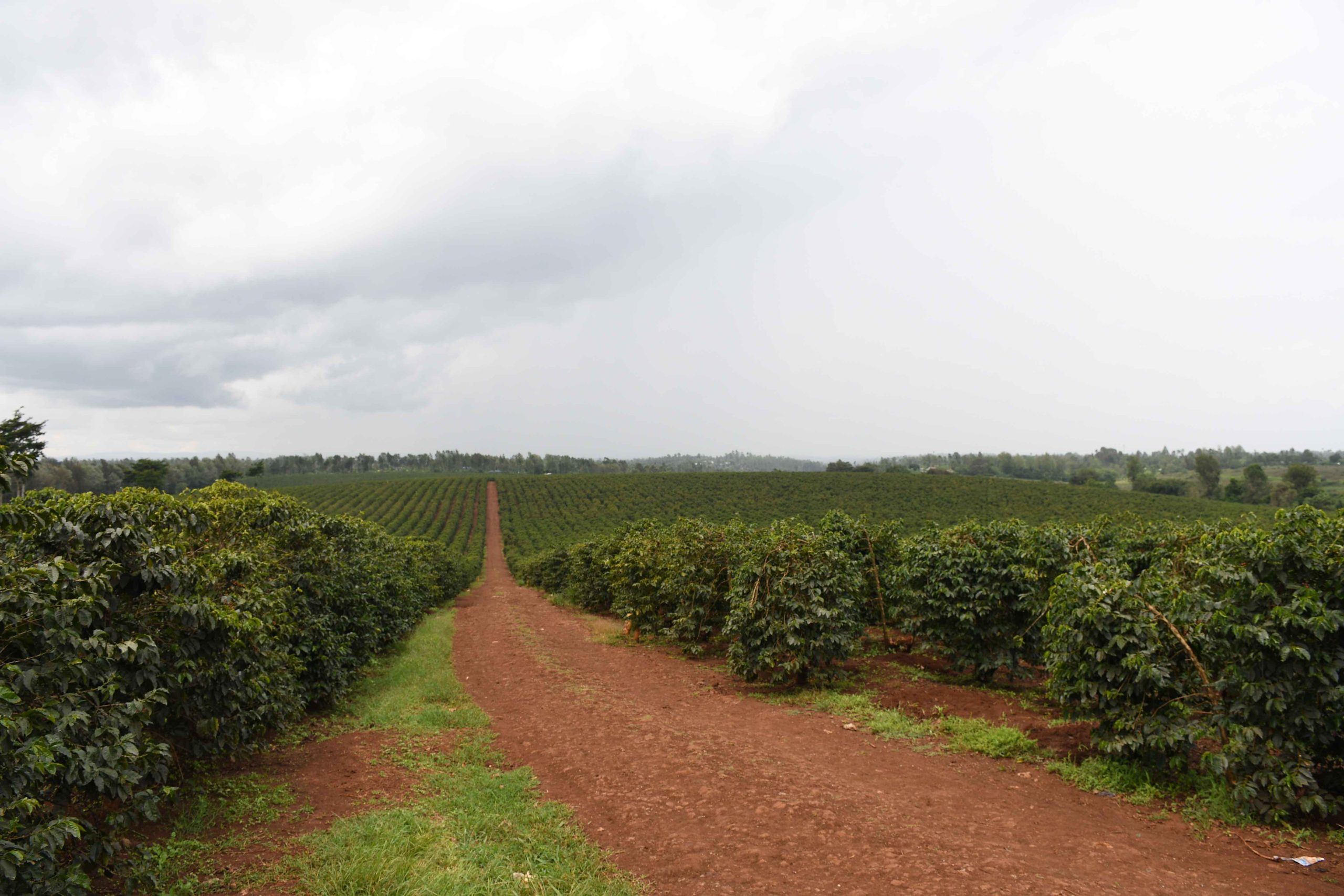 Zuri Springs Juja New Industrial – 1/2 and larger plots