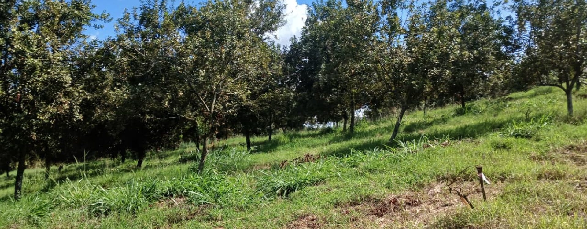 Thika Groove Chania ½ acre