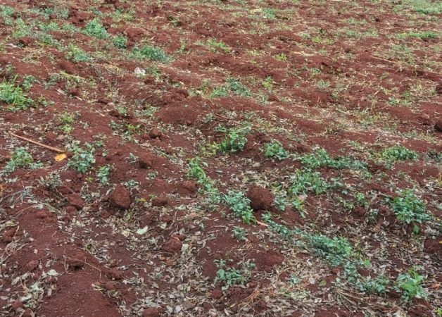 Veridian Park :1/8 acres