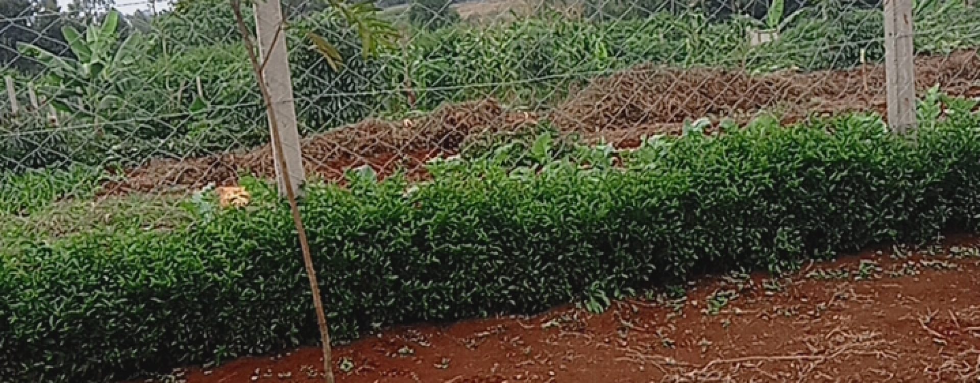 Taratibu Plots:1/8acres